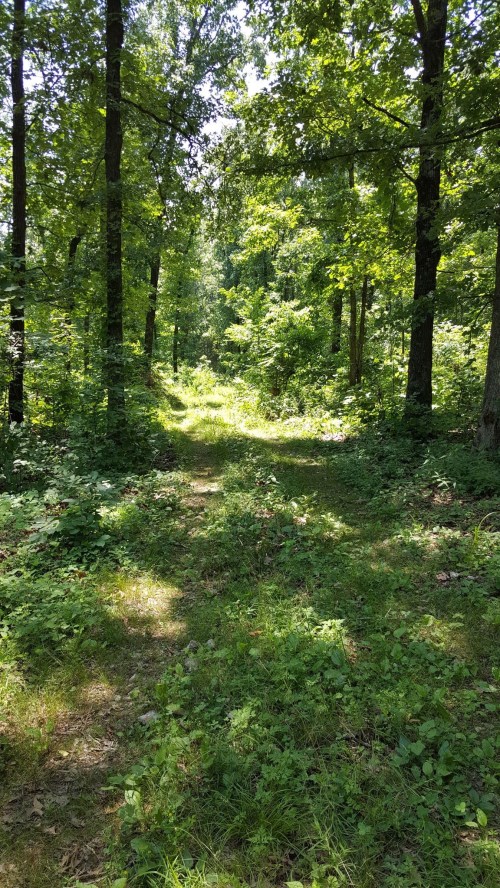 A sunlit forest path surrounded by lush greenery and tall trees, inviting exploration.