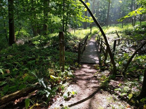 A serene forest path leads to a wooden bridge, surrounded by lush greenery and dappled sunlight.