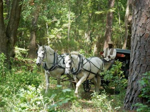 A man guides two white horses pulling a carriage through a lush, green forest.