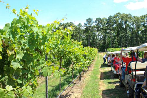 A vineyard with lush green grapevines and people riding in golf carts along the rows on a sunny day.