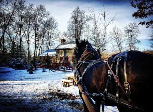 A horse in harness stands in the snow, with a rustic cabin and trees in the background under a clear blue sky.