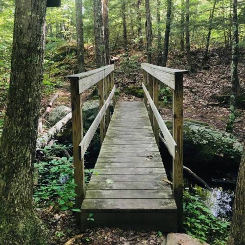 A wooden footbridge over a small stream, surrounded by lush green trees and foliage in a forest setting.