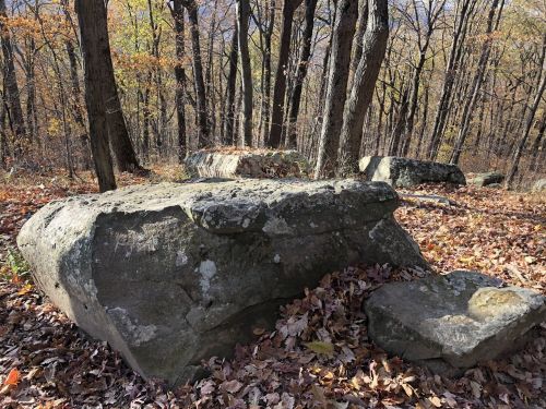 Large rocks surrounded by autumn leaves in a wooded area with trees in the background.
