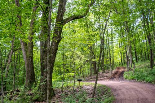 A winding dirt path through a lush green forest with tall trees and sunlight filtering through the leaves.