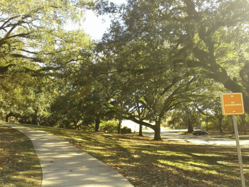A winding path lined with large trees, with a "No Skateboarding" sign visible on the right.