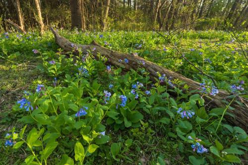 A forest scene with a fallen log surrounded by vibrant blue flowers and lush green foliage.