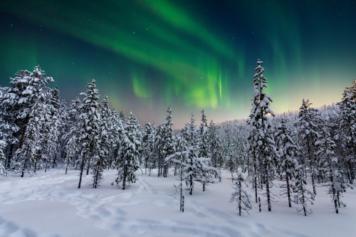 A snowy forest under a vibrant display of green auroras in the night sky.