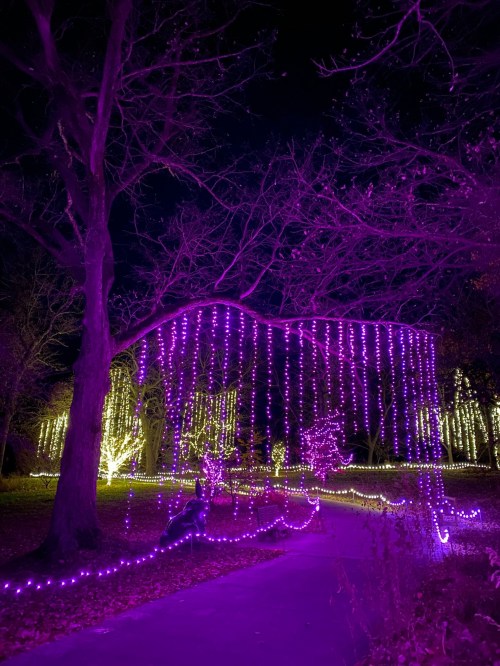 A pathway illuminated by purple string lights hanging from trees, creating a magical nighttime atmosphere.