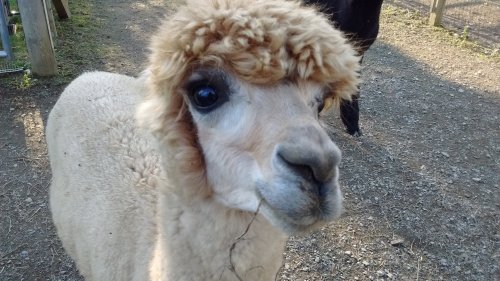 A close-up of a fluffy alpaca with a light-colored coat and a curious expression, standing on a gravel path.