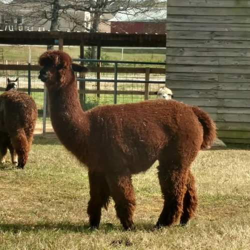 A brown alpaca stands in a grassy area near a wooden structure, with another alpaca partially visible in the background.