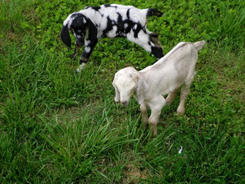 Two playful baby goats exploring a grassy field, one black and white, the other light brown.