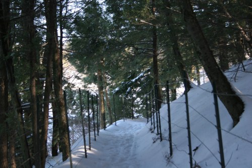 A snowy path winding through a forest, flanked by trees and a fence, with sunlight filtering through the branches.