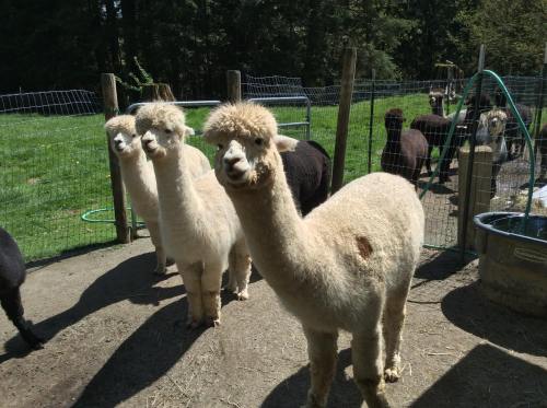 A group of alpacas, some white and others black, standing in a grassy area near a fence.