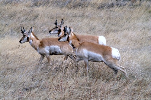 Three pronghorn antelope walking through a grassy field.