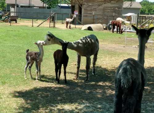 A group of llamas and alpacas in a grassy field, with one llama gently nuzzling a young cria.