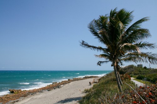 A serene beach scene with a palm tree, sandy shore, and turquoise ocean under a clear blue sky.