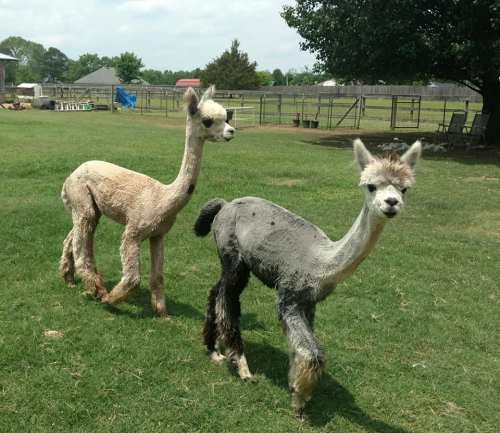 Two alpacas with unique haircuts walk together on green grass under a blue sky.