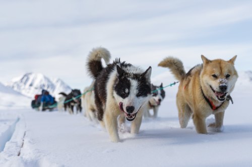 A team of sled dogs pulls a sled through snowy terrain, with mountains in the background and a clear blue sky.