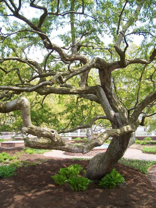 A gnarled tree with sprawling branches and lush green leaves in a garden setting.