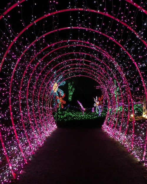 A vibrant tunnel of pink and white lights, surrounded by colorful illuminated trees in a dark setting.