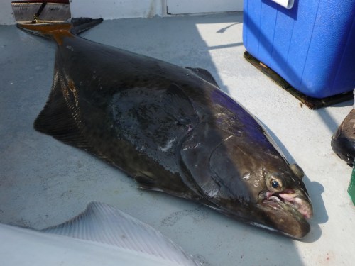 A large fish, possibly a halibut, lying on a boat's deck next to a cooler and other fishing gear.