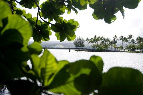 Lush green leaves frame a serene view of a calm waterway with palm trees and a distant bridge.