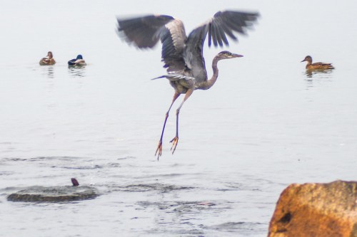 A heron takes flight over a calm body of water, with ducks swimming nearby.