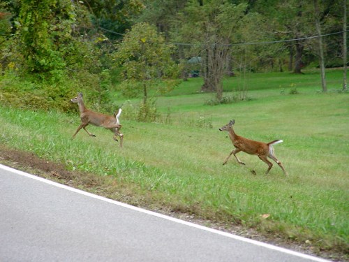 Two deer running across a grassy area beside a road, surrounded by trees and greenery.