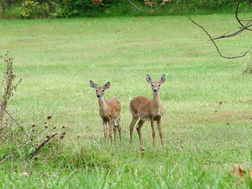 Two young deer stand in a grassy field, looking curiously at the camera amidst a natural, green landscape.