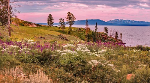 A scenic view of a colorful meadow with wildflowers, trees, and mountains by a calm lake under a pink sky.