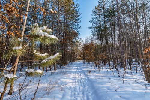 A snowy forest path lined with trees, featuring patches of sunlight and a clear blue sky above.