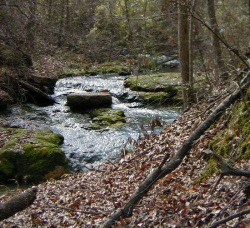A serene stream flows over rocks, surrounded by trees and fallen leaves in a tranquil forest setting.