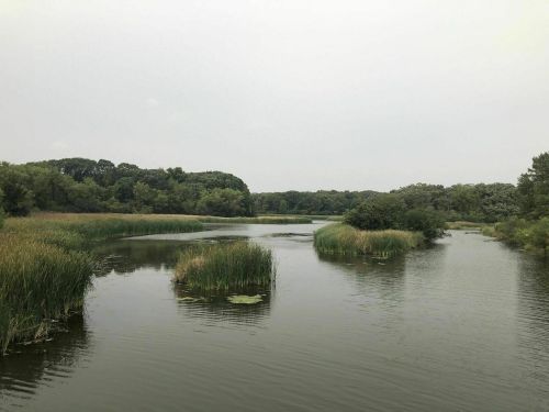 A serene river scene with lush greenery and tall grasses lining the water's edge under a cloudy sky.