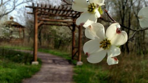 A close-up of white flowers in focus, with a blurred wooden pergola and path in the background.
