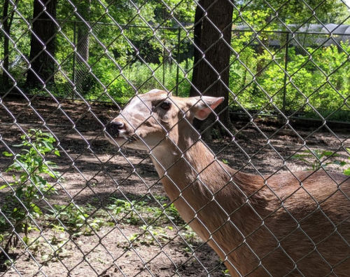 A deer stands behind a chain-link fence, surrounded by greenery in a natural setting.