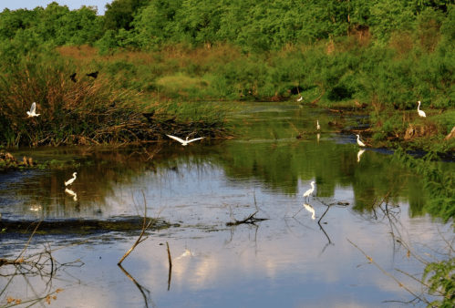 A serene wetland scene with white birds wading in calm water, surrounded by lush greenery and reflections.