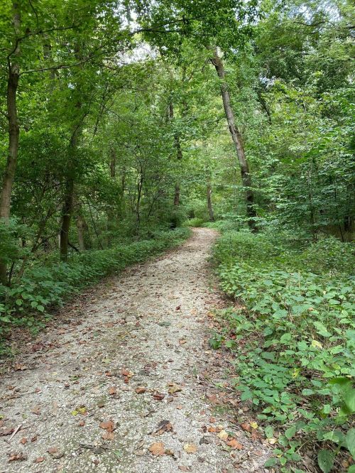 A winding gravel path through a lush green forest, surrounded by trees and foliage.