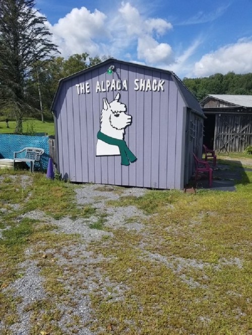 A purple shed labeled "The Alpaca Shack" with an alpaca graphic, surrounded by grass and trees under a blue sky.