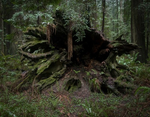 A large, moss-covered tree stump surrounded by lush greenery in a dense forest.