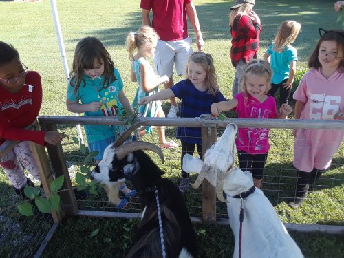 Children feeding goats at a petting zoo, smiling and enjoying the interaction on a sunny day.