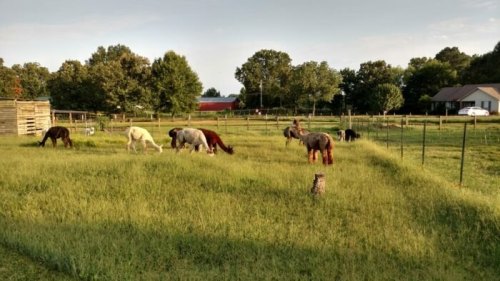 A group of horses grazing in a lush green field surrounded by trees and a fence, with a house in the background.
