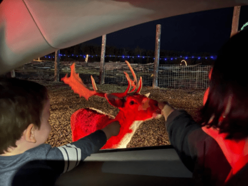A child and an adult reach out to touch a deer through a car window at night, with festive lights in the background.