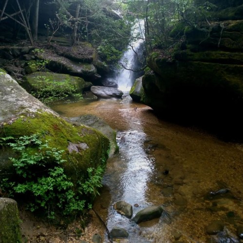 A serene forest scene featuring a small stream flowing between moss-covered rocks, leading to a waterfall in the background.