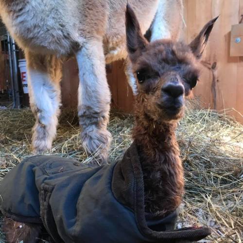 A young alpaca wearing a dark coat, sitting on straw with an adult alpaca in the background.
