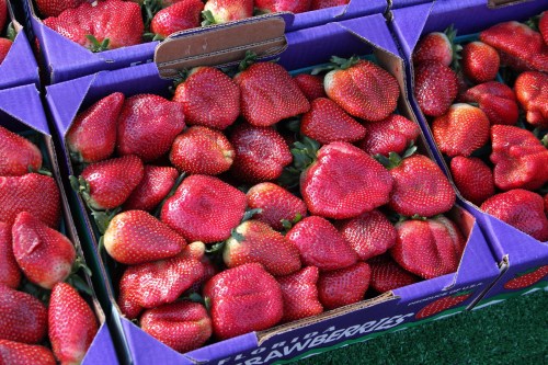 Fresh, vibrant strawberries piled in purple boxes at a market, showcasing their bright red color and green tops.