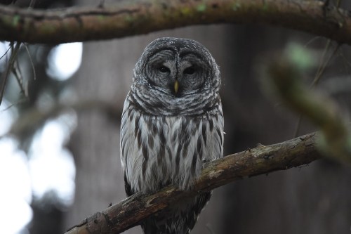 A close-up of a barred owl perched on a branch, surrounded by trees in a natural setting.