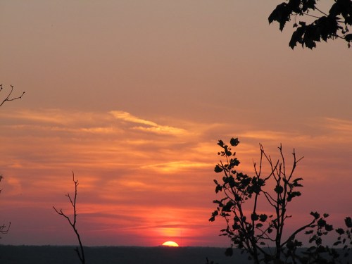 A vibrant sunset with orange and pink hues, framed by silhouetted branches against a soft sky.