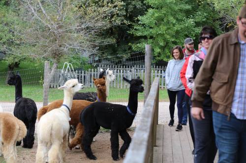 A group of people walking along a path with several alpacas nearby in a green, outdoor setting.