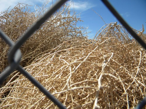 Dry, tangled branches and twigs behind a chain-link fence against a blue sky.