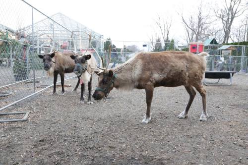 Three reindeer in a fenced area, with one reindeer in the foreground and two others in the background.